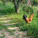 박터진 흥부네 이미지