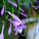 (오늘의 꽃) 비비추(Hosta longipes) 이미지