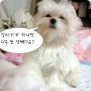 벤지의 식탐에.... 파찌는 매일 매일 울어요 ㅠ ㅠ;; ㅋ ㅋ 이미지