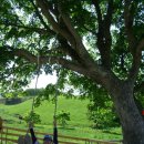 양대목장 이미지