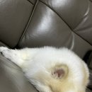 멍팔자 상팔자 이미지