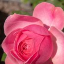 누룽달누룽지삼계탕 이미지