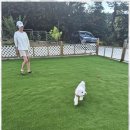 더블루네스 | 안면도펜션 태안 안면도 더블루네스와 함께하는 반려견과의 특별한 하루