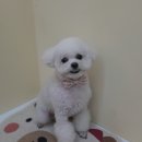 개. 이쁜날 이미지