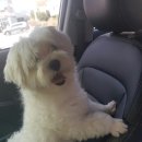 프리티 도그 이미지