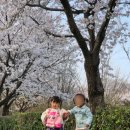 쌍암옆 | 첨단 쌍암공원 벚꽃 개화율 4월 초 후기, 아기랑 놀이터 주차정보 총정리