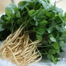 쌈채우리 이미지