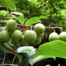 머루랑다래랑 이미지