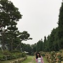 쟈밀나하 이미지