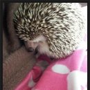 몽몽이# 이미지