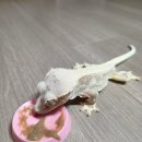 호동이푸드