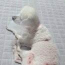 서울웰동물의료센터 이미지