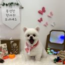 복이미용실 - 청양군 | 🐾 복이 미용 후기 – 테일러퍼피 창원점 🐾