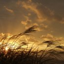 바람의노래 Daum카페