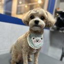 뽀숑그루밍 이미지