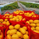 가남정보화마을 | 3월 제철음식, 경북 예천 금당실마을 참외, 할인가 판매 총정리