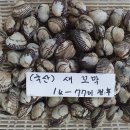 [추가] 활숭어,새꼬막,감태(첫출하) 이미지