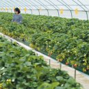 김종연농장 이미지