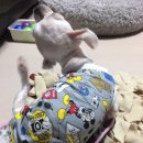 만박동물병원 이미지