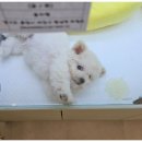 대구강아지분양 마마스미독 본점 이미지