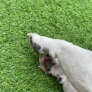 코모네 펫하우스 이미지