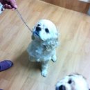 나나와허니 이미지