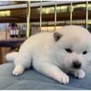 도그마루 고양이 강아지 무료분양 이미지