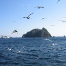 갈매기의 꿈 이미지