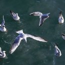 부산갈매기 이미지