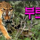 통합리듬댄스 네이버블로그