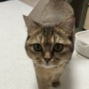 토마토주유소(오류점) | 우당탕탕 하루살이