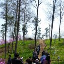 산마늘밥 이미지