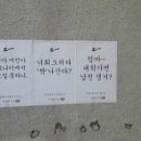 선보래 이미지
