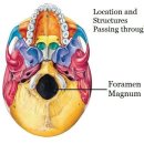 후두골(Occipital Bone)의 해부학적 이론 이미지