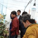 유일분재