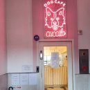 쿠치로 | 전주 신시가지 애견카페 쿠치로 대형견들과 힐링하고 온 후기