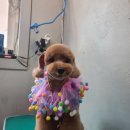 고품개 이미지