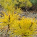 황금수퍼 - 북구 동문대로 102 | 황금수퍼