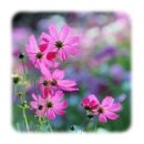 에프엠 푸드 이미지