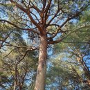 금강송체험야영장 이미지