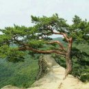 푸른소나무 이미지