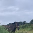 바바호미 이미지