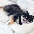 쿨 퍼피 이미지