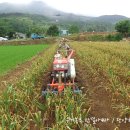 단양유기농원 이미지