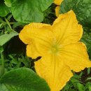 가평계곡호박펜션 이미지