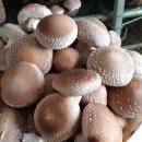 김창기머쉬룸팜 이미지