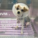 오션동물메디컬센터 이미지