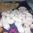 달마시안 이미지