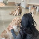 뭉스벨리 | 강동역 리트리버 카페 : 뭉스벨리 💛🐕💛 방문후기