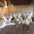 간지나개 | 포토덤프또한대서 바락바락